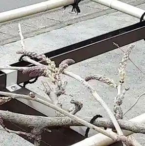 西方山極楽寺(岐阜県)(2026年04月04日(土) 23時19分12秒投稿)