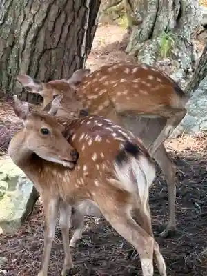 金華山黄金山神社(宮城県)