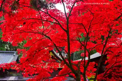 北口本宮冨士浅間神社(山梨県)