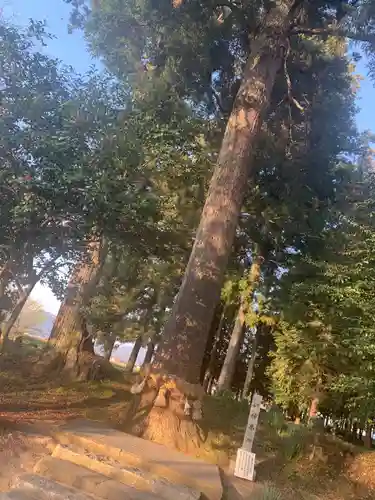 徳佐八幡宮の自然