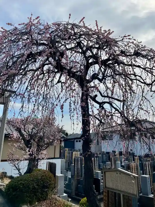 法蔵寺の{uncategorized: "未分類", other: "その他", undefined: "問題あり", building: "その他建物", grave: "お墓", sacred_gate: "鳥居", guardian: "狛犬", statue: "像", buddha: "仏像", history: "歴史", nature: "自然", garden: "庭園", animal: "動物", pagoda: "塔", temizu: "手水舎", mountain_gate: "山門・神門", sanctuary: "本殿・本堂", subordinate: "末社・摂社", art: "芸術", scenery: "景色", jizo: "地蔵", ema: "絵馬", goshuin: "御朱印", omikuji: "おみくじ", items: "授与品その他", amulet: "お守り", goshuincho: "御朱印帳", eats: "食事", festival: "お祭り", votive_dance: "神楽", shichigosan: "七五三参", wedding: "結婚式", experience: "体験その他", initially: "初詣", around: "周辺", anti_infection: "感染症対策"}