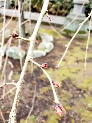 神炊館神社 ⁂奥州須賀川総鎮守⁂の自然