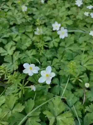 松井孫右衛門社(三重県)