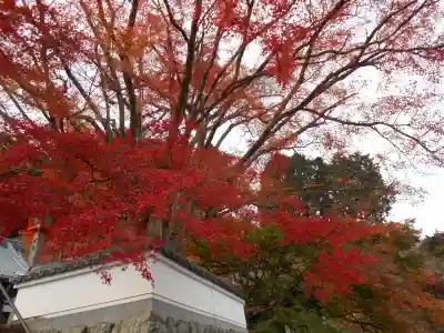 善峯寺(京都府)