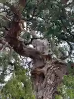 木幡神社の{uncategorized: "未分類", other: "その他", undefined: "問題あり", building: "その他建物", grave: "お墓", sacred_gate: "鳥居", guardian: "狛犬", statue: "像", buddha: "仏像", history: "歴史", nature: "自然", garden: "庭園", animal: "動物", pagoda: "塔", temizu: "手水舎", mountain_gate: "山門・神門", sanctuary: "本殿・本堂", subordinate: "末社・摂社", art: "芸術", scenery: "景色", jizo: "地蔵", ema: "絵馬", goshuin: "御朱印", omikuji: "おみくじ", items: "授与品その他", amulet: "お守り", goshuincho: "御朱印帳", eats: "食事", festival: "お祭り", votive_dance: "神楽", shichigosan: "七五三参", wedding: "結婚式", experience: "体験その他", initially: "初詣", around: "周辺", anti_infection: "感染症対策"}