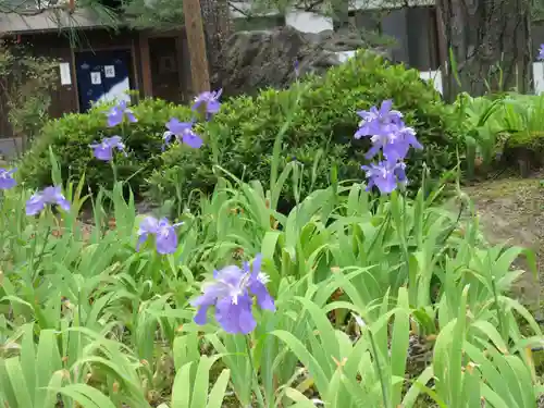 得浄明院（善光寺別院）の自然