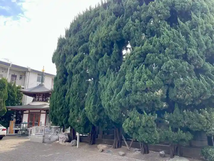 戒行寺の{uncategorized: "未分類", other: "その他", undefined: "問題あり", building: "その他建物", grave: "お墓", sacred_gate: "鳥居", guardian: "狛犬", statue: "像", buddha: "仏像", history: "歴史", nature: "自然", garden: "庭園", animal: "動物", pagoda: "塔", temizu: "手水舎", mountain_gate: "山門・神門", sanctuary: "本殿・本堂", subordinate: "末社・摂社", art: "芸術", scenery: "景色", jizo: "地蔵", ema: "絵馬", goshuin: "御朱印", omikuji: "おみくじ", items: "授与品その他", amulet: "お守り", goshuincho: "御朱印帳", eats: "食事", festival: "お祭り", votive_dance: "神楽", shichigosan: "七五三参", wedding: "結婚式", experience: "体験その他", initially: "初詣", around: "周辺", anti_infection: "感染症対策"}