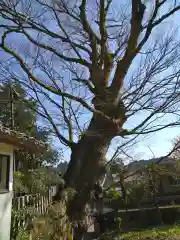 天神社の自然