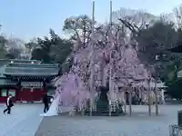 大國魂神社の自然