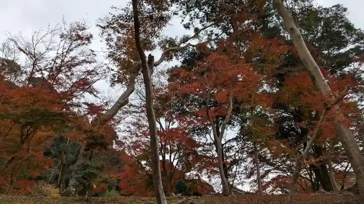 興聖寺(興聖寶林禅寺)(京都府)