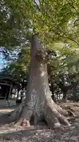 田中神社(滋賀県)