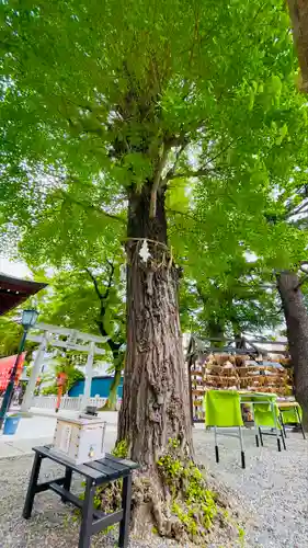 草加神社(埼玉県)