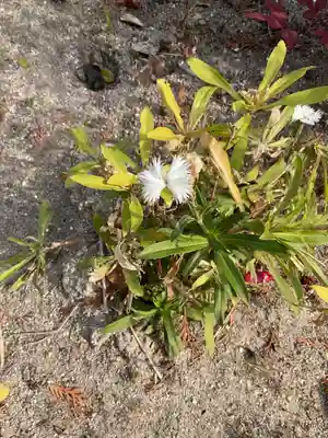 髙帝龍王龍神社（白山宮末社）(愛知県)