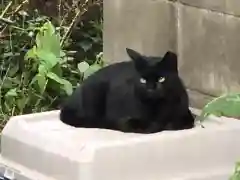 八幡神社の動物