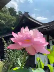 最明寺の自然