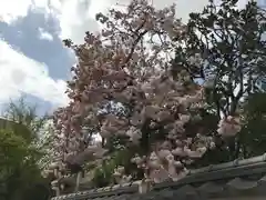 千葉神社の自然