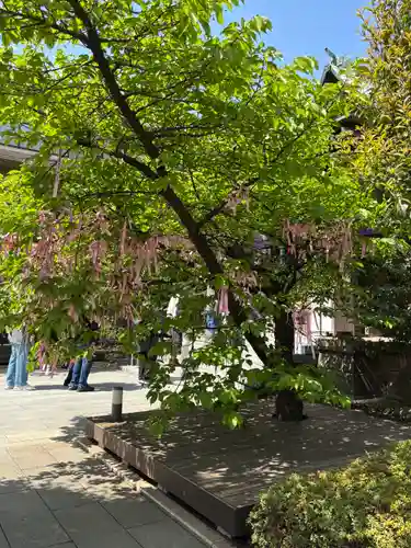 桜神宮(東京都)