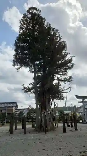 久麻加夫都阿良加志比古神社の自然