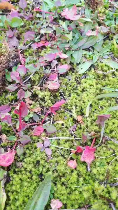 弥照神社(北海道)