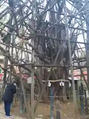 稲毛神社(神奈川県)