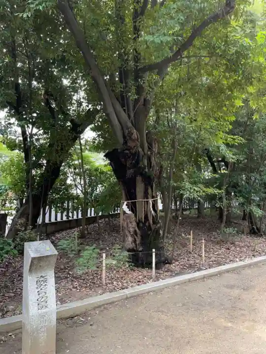 辛國神社の自然