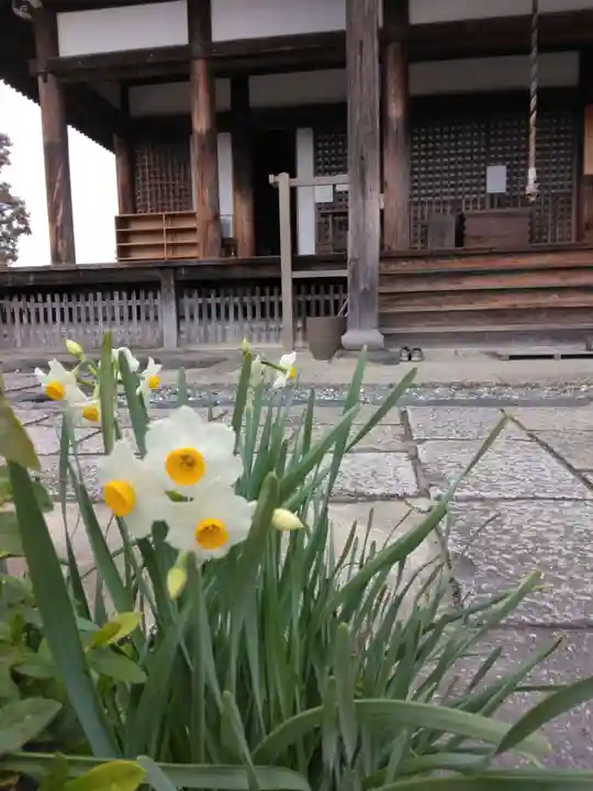 般若寺 ❁コスモス寺❁(奈良県)