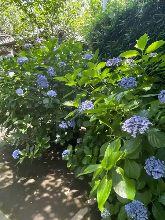 極楽寺(霊鷲山感應院極楽律寺)(神奈川県)