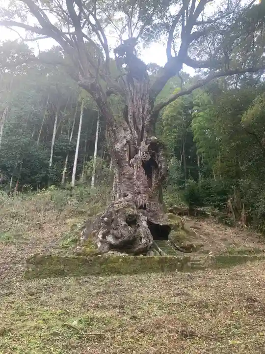 武雄神社の{uncategorized: "未分類", other: "その他", undefined: "問題あり", building: "その他建物", grave: "お墓", sacred_gate: "鳥居", guardian: "狛犬", statue: "像", buddha: "仏像", history: "歴史", nature: "自然", garden: "庭園", animal: "動物", pagoda: "塔", temizu: "手水舎", mountain_gate: "山門・神門", sanctuary: "本殿・本堂", subordinate: "末社・摂社", art: "芸術", scenery: "景色", jizo: "地蔵", ema: "絵馬", goshuin: "御朱印", omikuji: "おみくじ", items: "授与品その他", amulet: "お守り", goshuincho: "御朱印帳", eats: "食事", festival: "お祭り", votive_dance: "神楽", shichigosan: "七五三参", wedding: "結婚式", experience: "体験その他", initially: "初詣", around: "周辺", anti_infection: "感染症対策"}