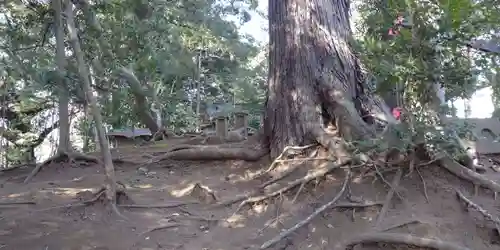 七百餘所神社 の自然