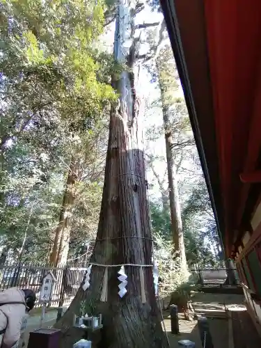 一言主神社の自然