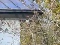 留辺蘂神社の動物