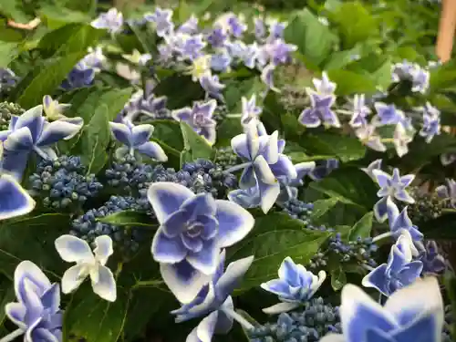 三室戸寺の自然