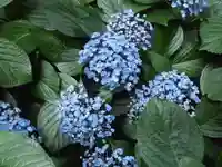 弥生神社の自然