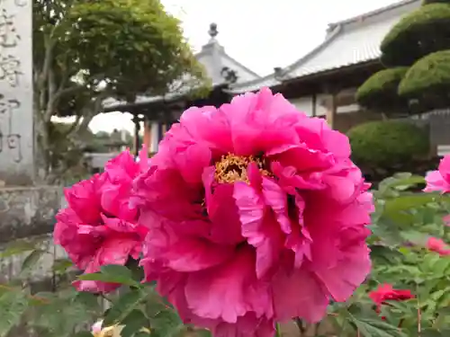 真言宗　善通寺派　薬王寺の自然