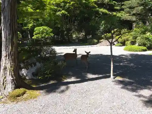 日蓮宗 総本山 塔頭 定林坊(じょうりんぼう)の動物