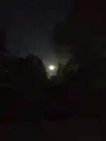 溝旗神社(肇國神社)の自然