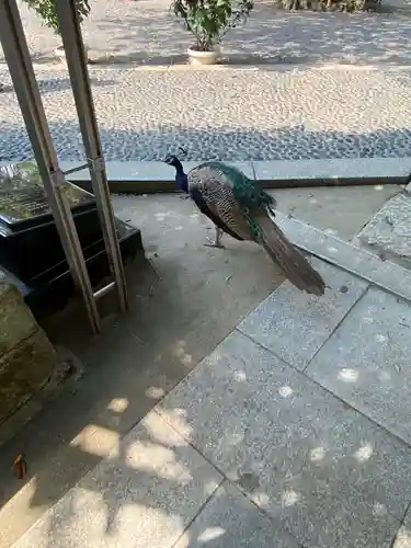 楽法寺（雨引観音）の動物