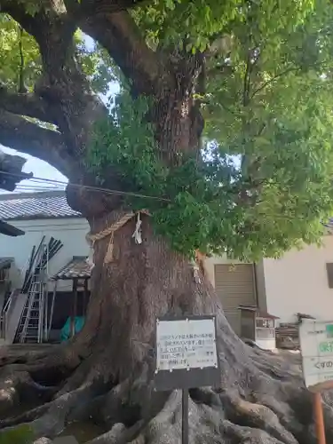 大念佛寺(大阪府)