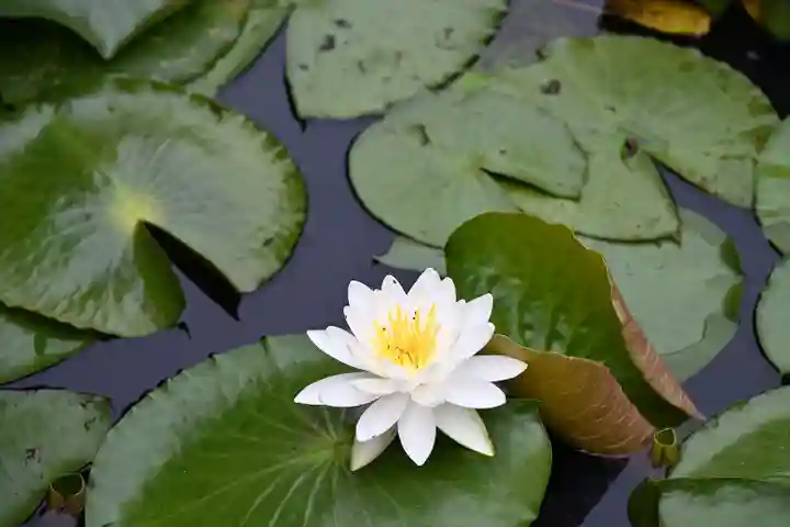 高山稲荷神社(青森県)