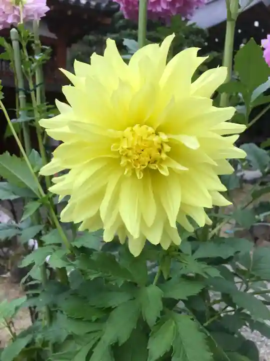 岡寺(龍蓋寺)の自然