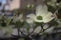 石和八幡宮(官知物部神社)の自然