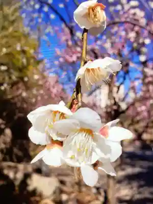 妙法寺(東京都)