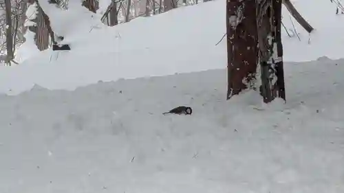 上川神社の動物