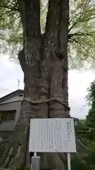 諏訪神社の自然