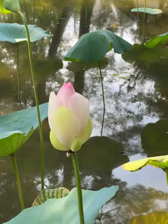 唐招提寺の自然