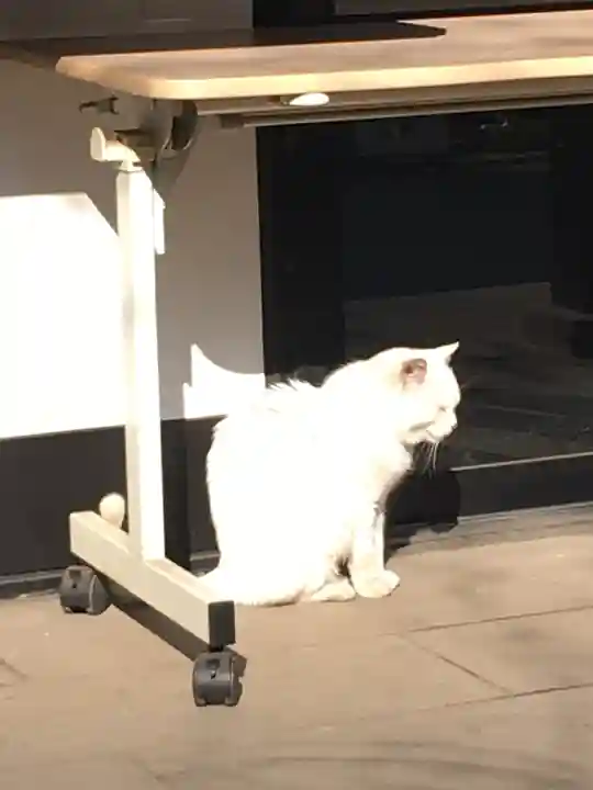 愛宕神社の動物