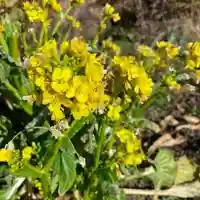 高司神社〜むすびの神の鎮まる社〜(福島県)