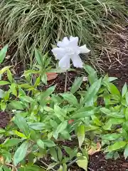 高麗神社の自然