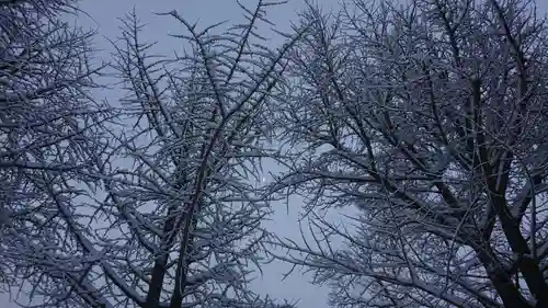壽徳寺 じゅとくじの自然