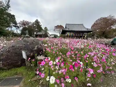 般若寺 ❁﻿コスモス寺❁(奈良県)